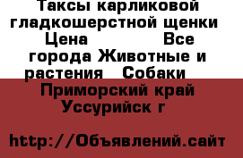 Таксы карликовой гладкошерстной щенки › Цена ­ 20 000 - Все города Животные и растения » Собаки   . Приморский край,Уссурийск г.